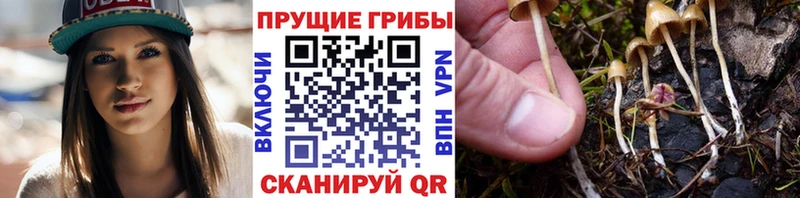 Галлюциногенные грибы Cubensis  Чкаловск 